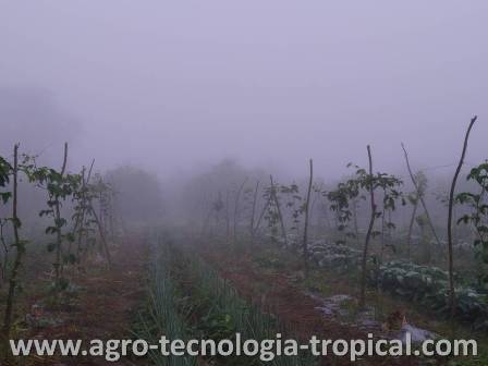 La neblina a primeras horas de la maana fomenta el desarrollo de la antracnosis